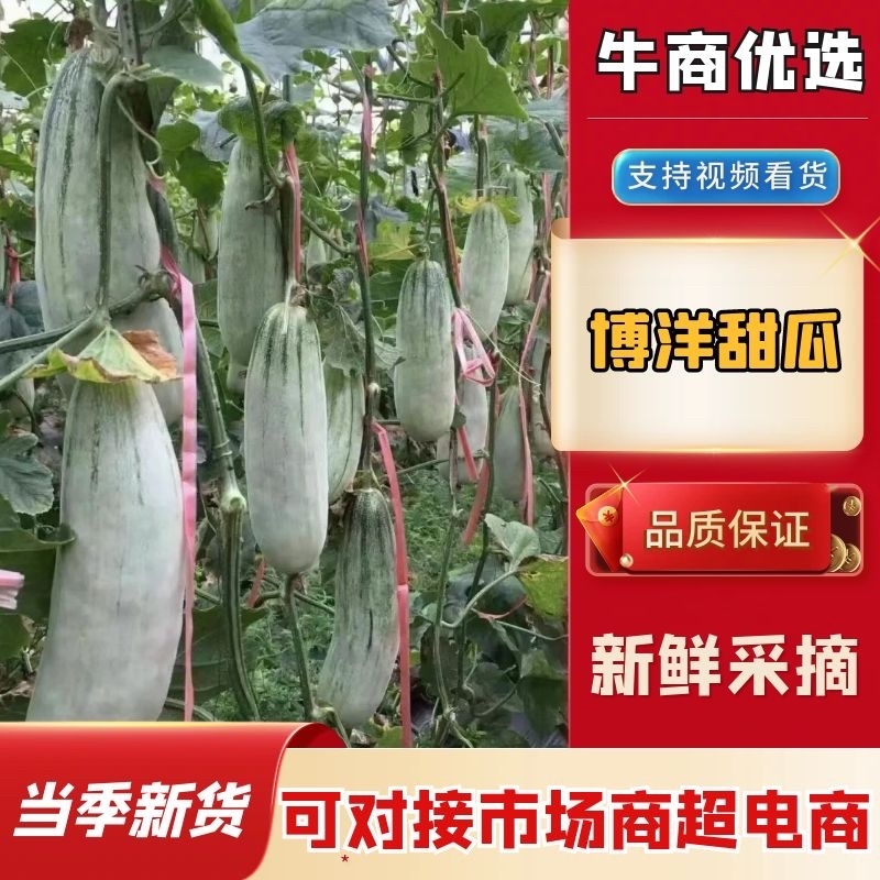 【精品】博洋6号羊角蜜甜瓜产地直发价格美丽欢迎洽谈
