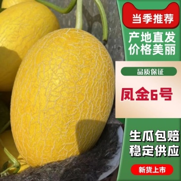 （精品网纹）凤金6号黄皮哈密瓜代发全球，欢迎咨询