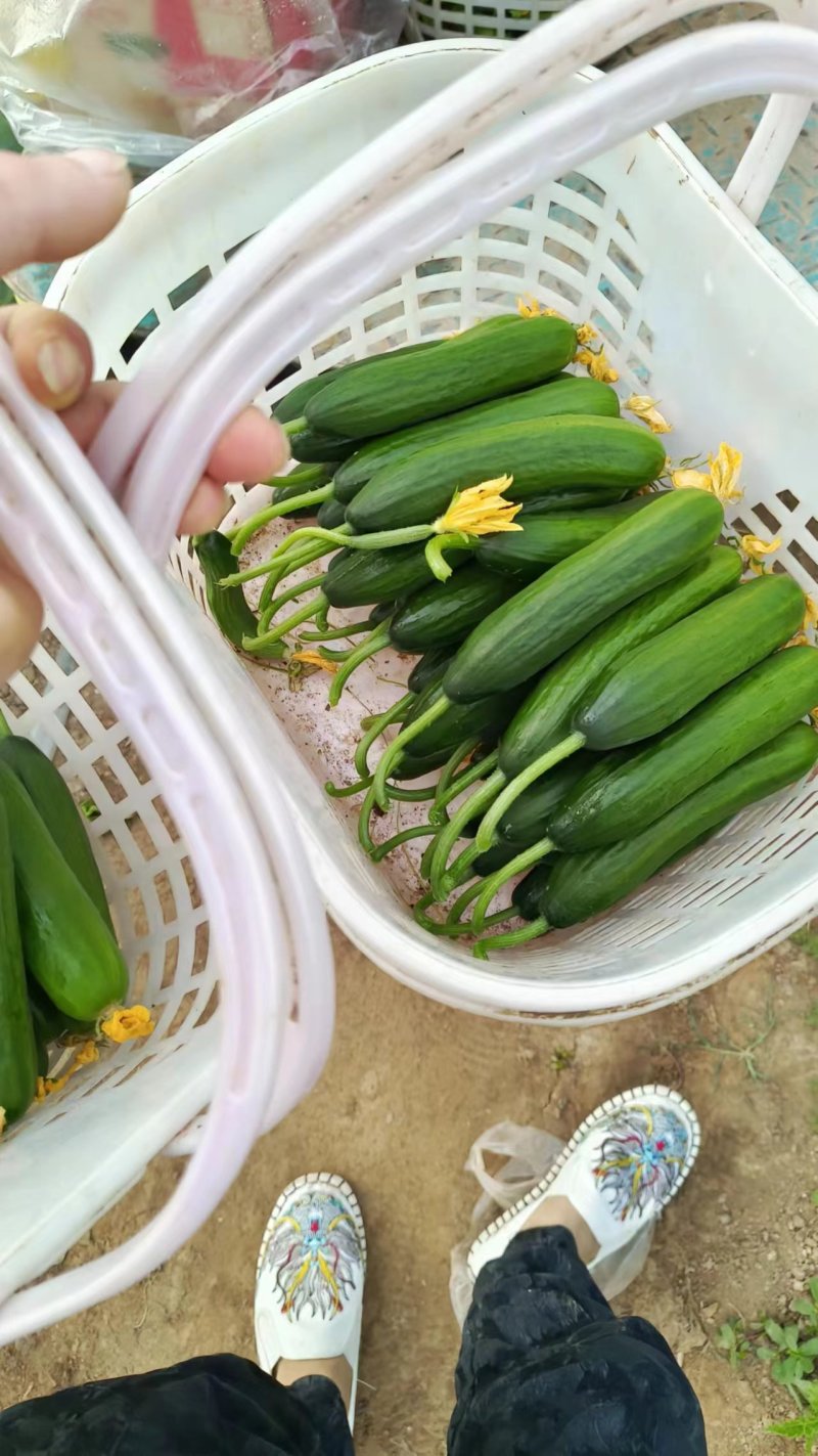 精品水果黄瓜产地产现摘现发品质保证
