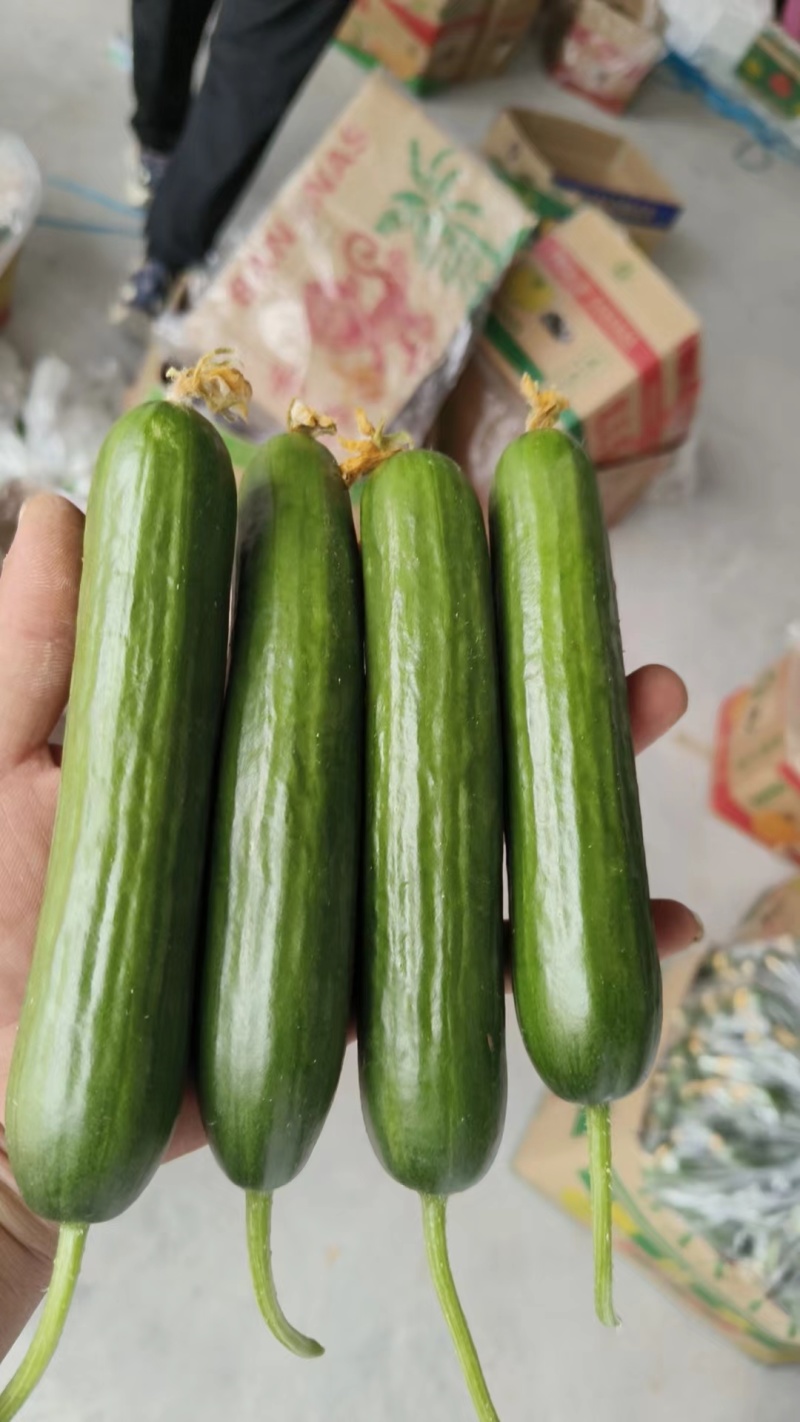 精品水果黄瓜产地产现摘现发品质保证
