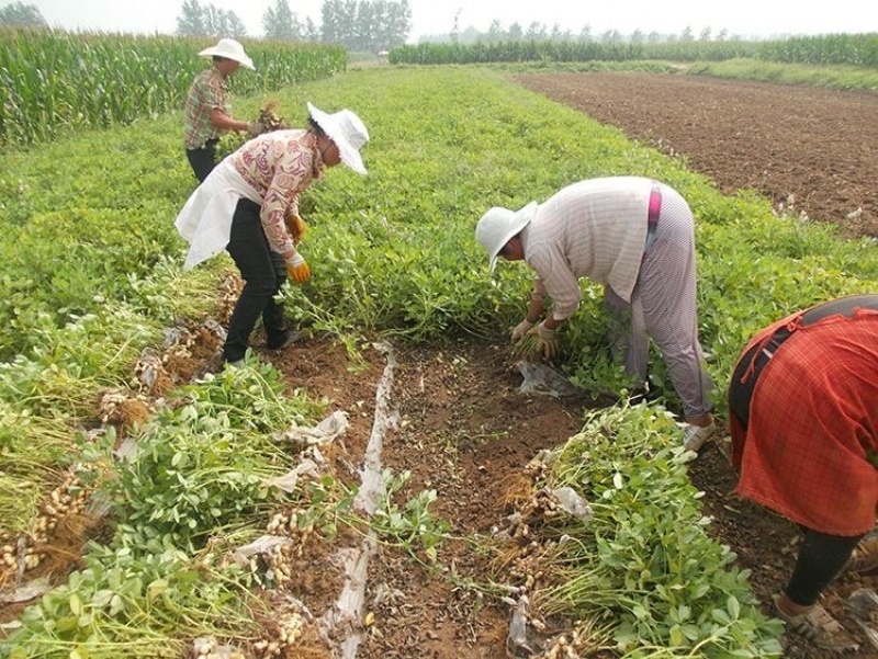 熟榨花生油