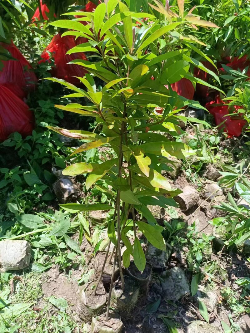 木荷袋苗各规格有货基地供应货源充足量大从优欢迎咨询