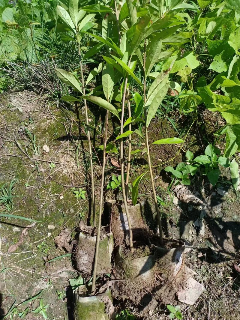 木荷袋苗各规格有货基地供应货源充足量大从优欢迎咨询