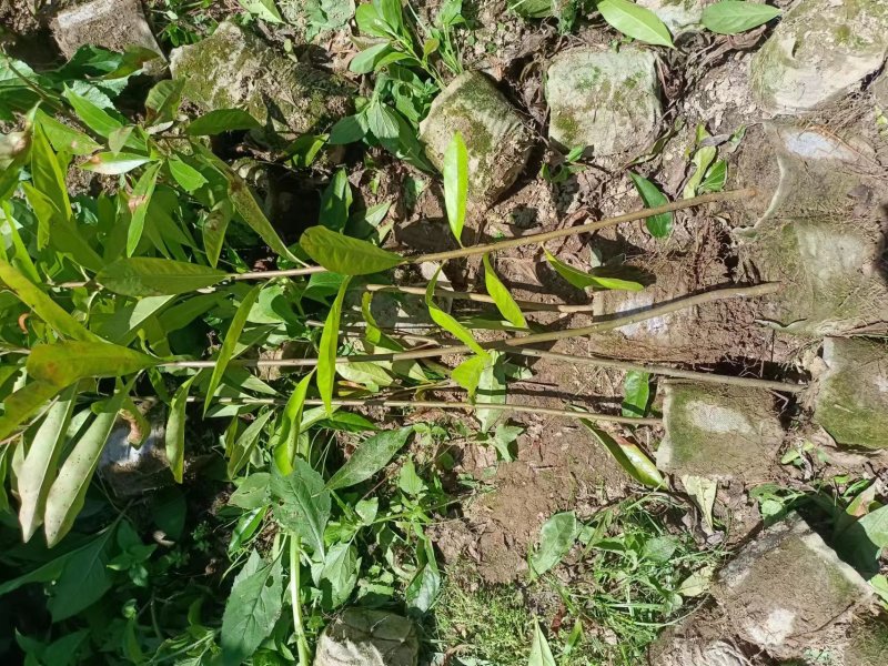 木荷袋苗各规格有货基地供应货源充足量大从优欢迎咨询