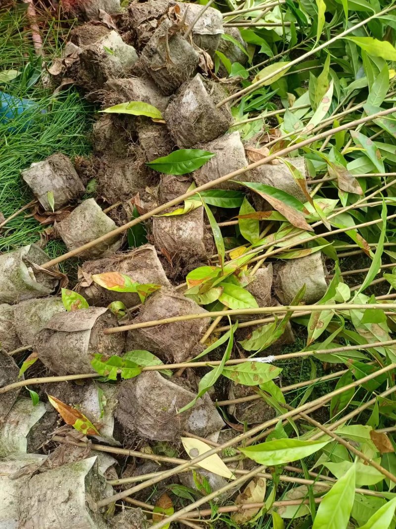 木荷袋苗各规格有货基地供应货源充足量大从优欢迎咨询
