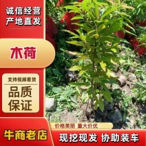 木荷裸根，福建木荷基地供应货源充足量大从优欢迎咨询