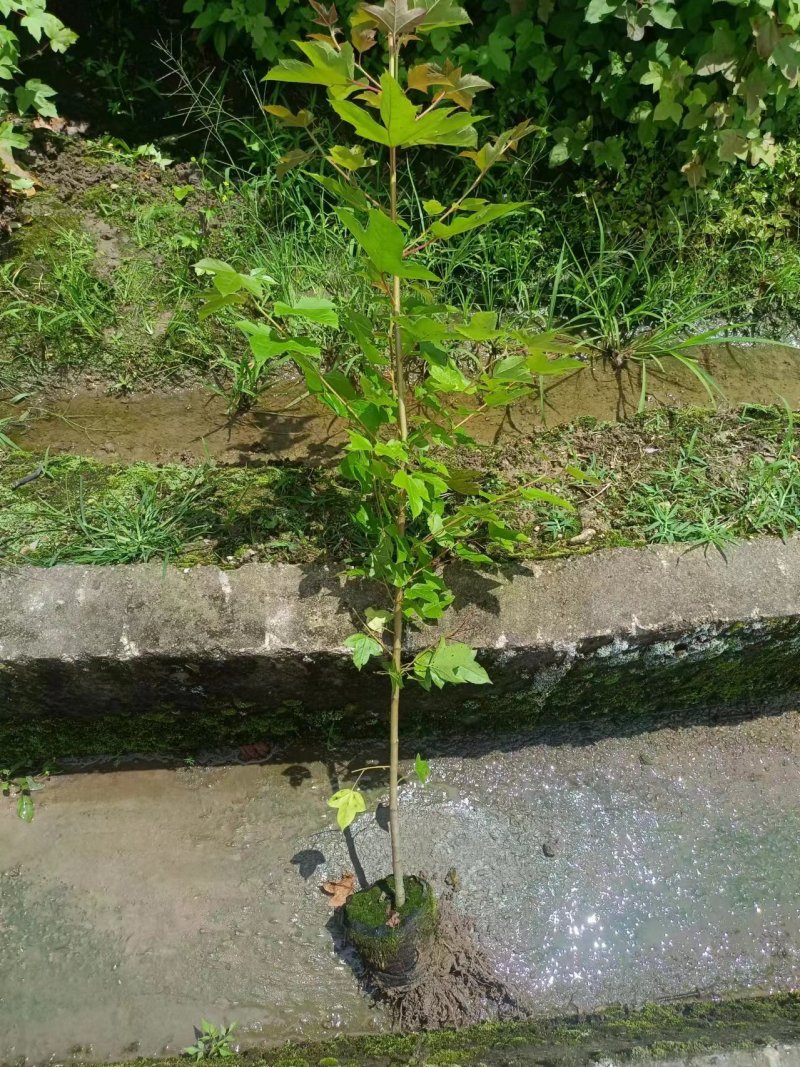 精品枫香袋苗杯苗，量大从优欢迎咨询下单