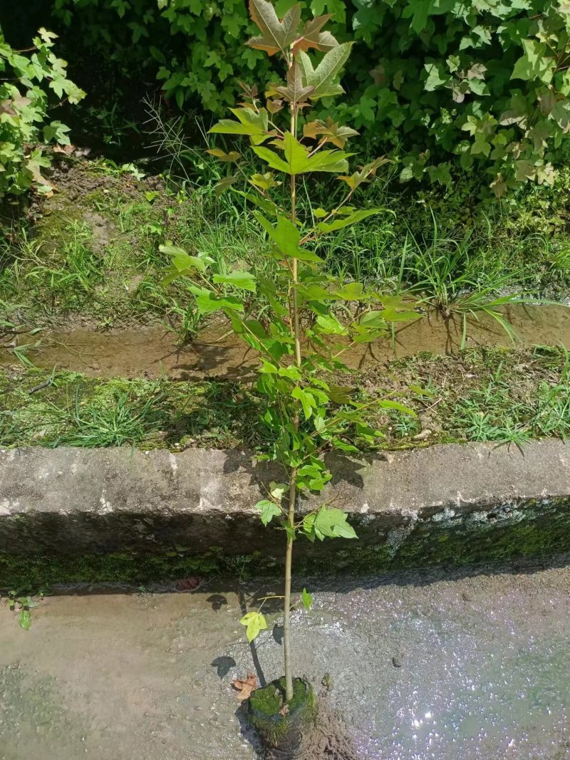 精品枫香袋苗杯苗，量大从优欢迎咨询下单