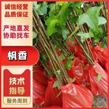 精品枫香袋苗杯苗，量大从优欢迎咨询下单