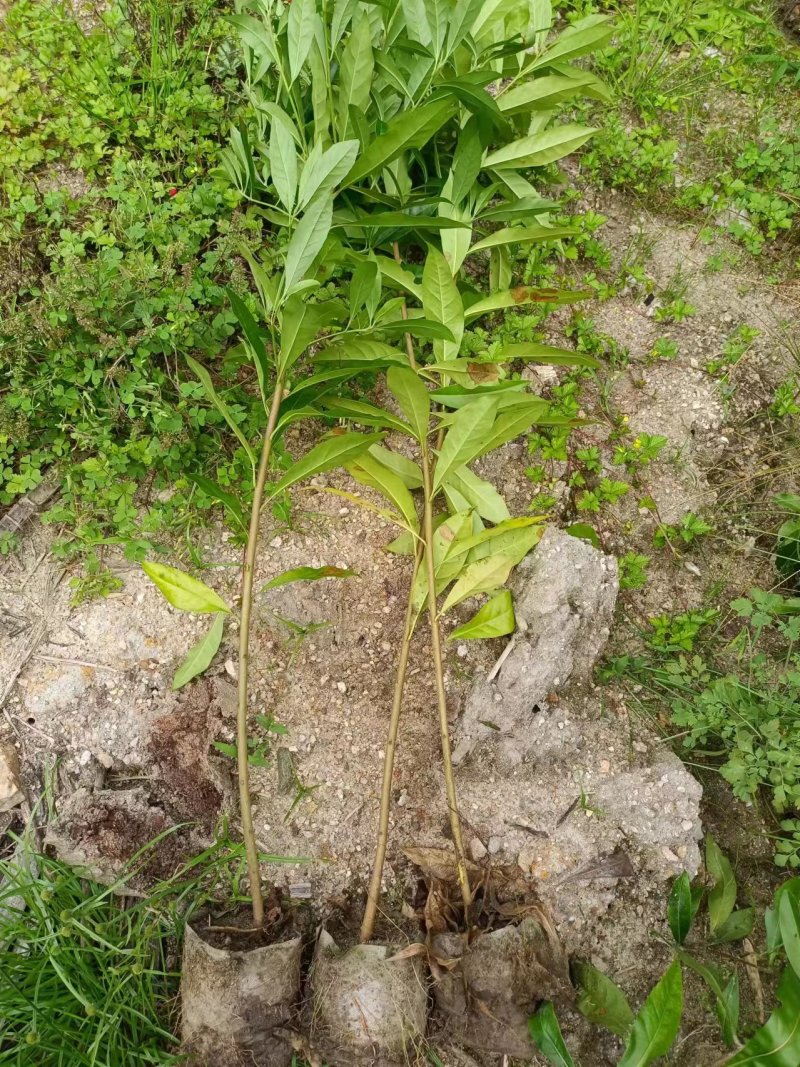 木荷杯苗，木荷袋苗，基地直发，量大从优欢迎咨询