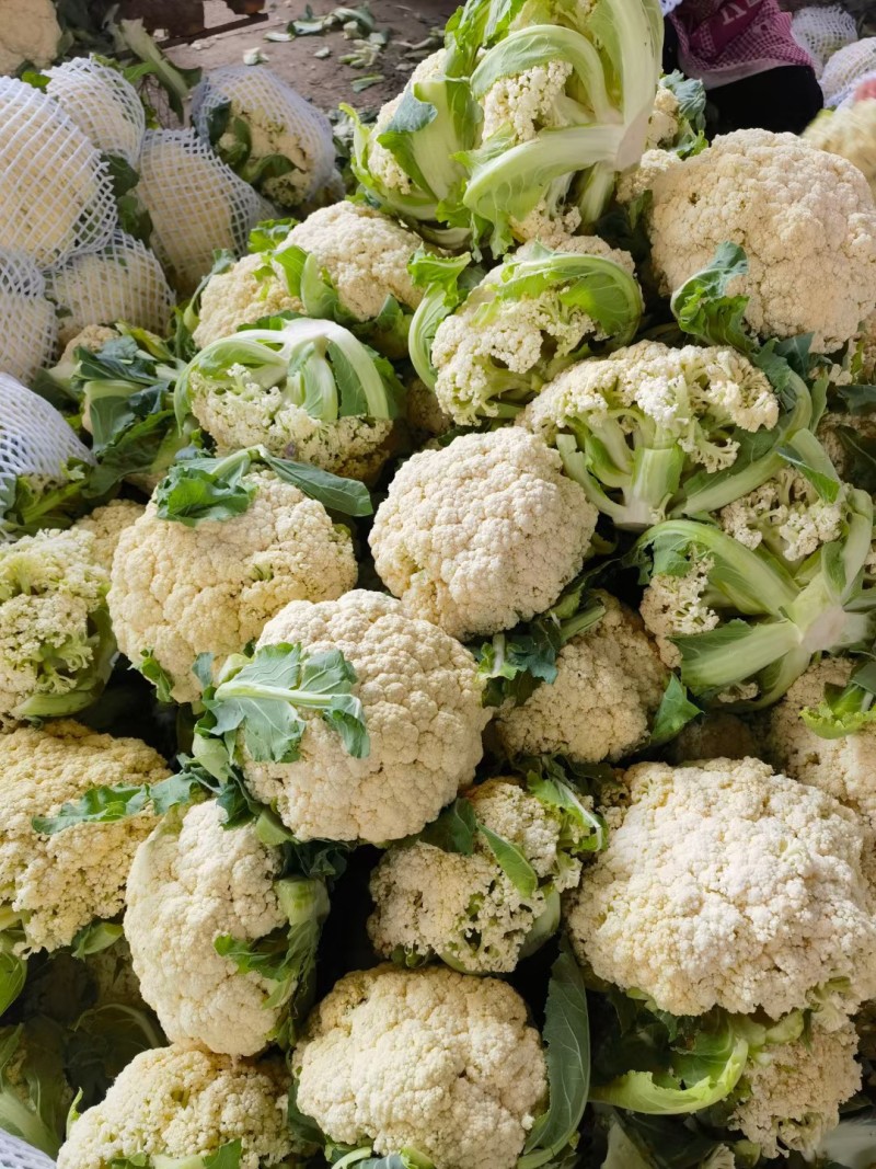河南开封松花菜有机菜花小米粒货源足质量好代收代发