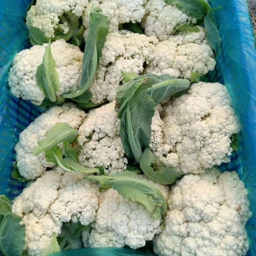 河南开封松花菜有机菜花小米粒货源足质量好代收代发