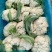 河南开封松花菜有机菜花小米粒货源足质量好代收代发