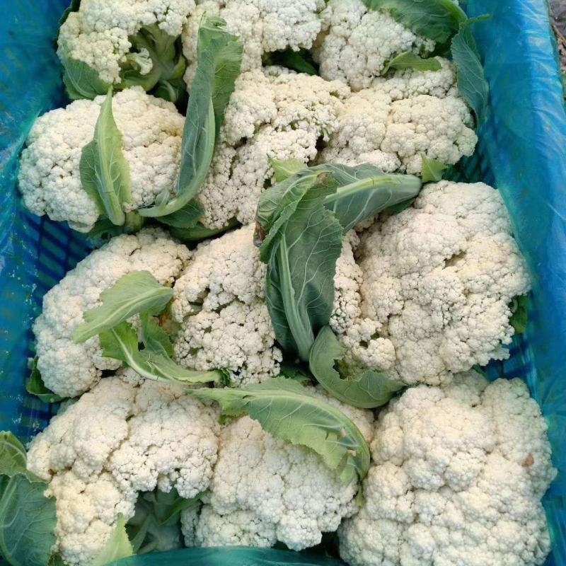 河南开封松花菜有机菜花小米粒货源足质量好代收代发