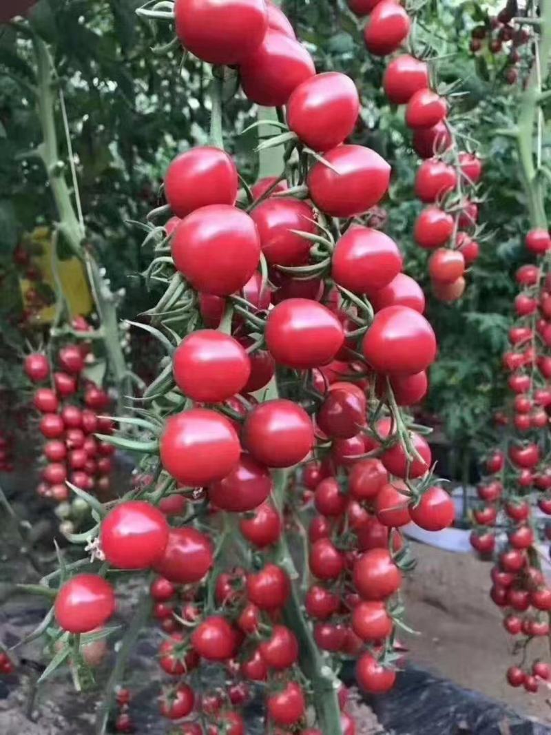 圣女果苗樱桃番茄苗各种脆甜口感小番茄苗子红黄粉绿等