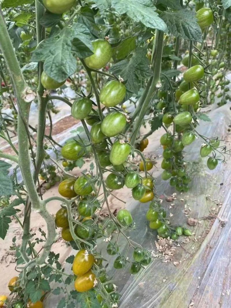 圣女果苗樱桃番茄苗各种脆甜口感小番茄苗子红黄粉绿等