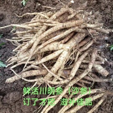 三年以上川明参沙参土人参鲜货订后挖药发货药食两用