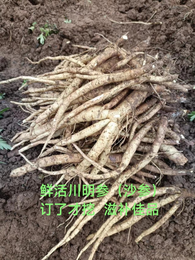 三年以上川明参沙参土人参鲜货订后挖药发货药食两用