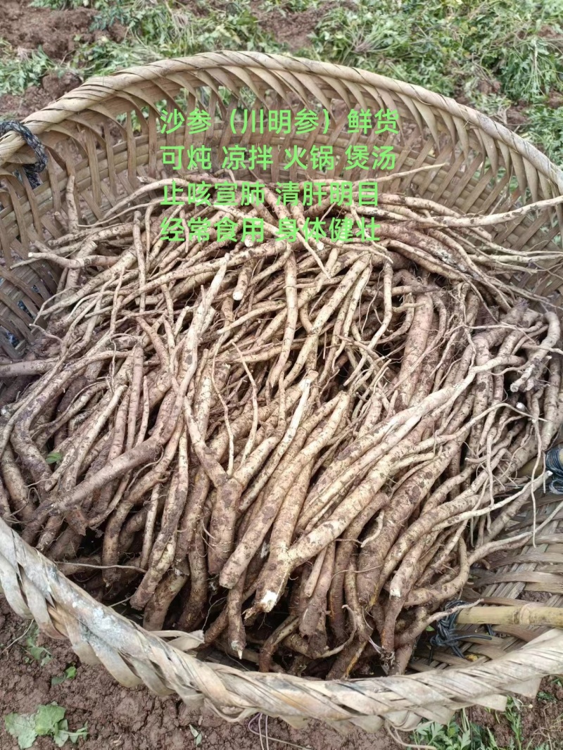 三年以上川明参沙参土人参鲜货订后挖药发货药食两用