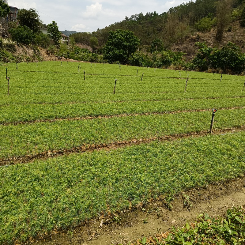 油茶苗