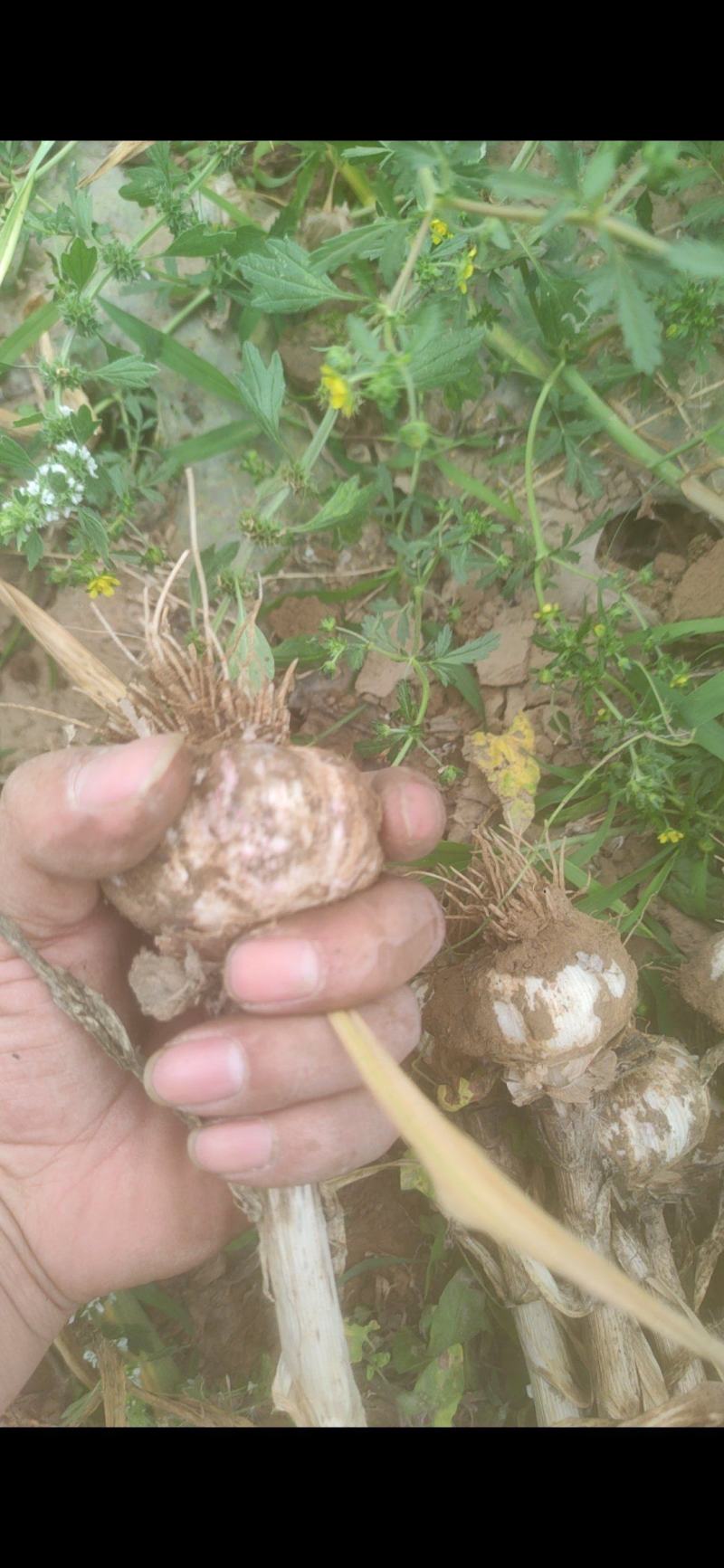 精品大蒜，虎一起步，紫皮大蒜，大蒜产区直发车，大量有货