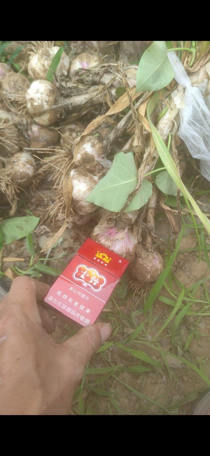 精品大蒜，虎一起步，紫皮大蒜，大蒜产区直发车，大量有货