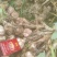 精品大蒜，虎一起步，紫皮大蒜，大蒜产区直发车，大量有货