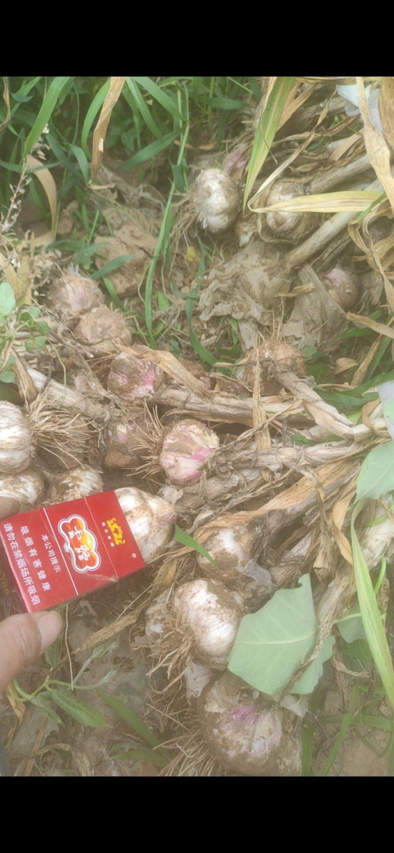精品大蒜，虎一起步，紫皮大蒜，大蒜产区直发车，大量有货