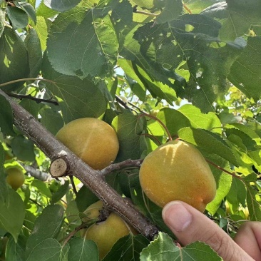 产地直销金太阳麦子黄各种罐头果商品果供应