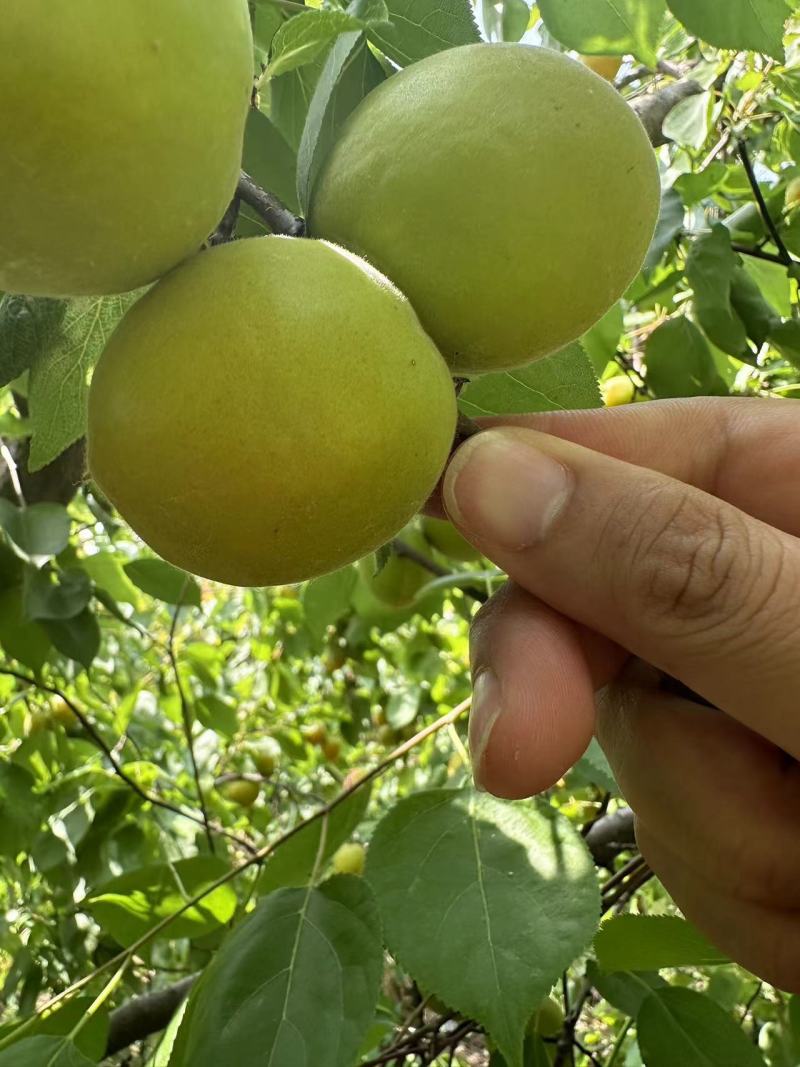 产地直销金太阳麦子黄各种罐头果商品果供应