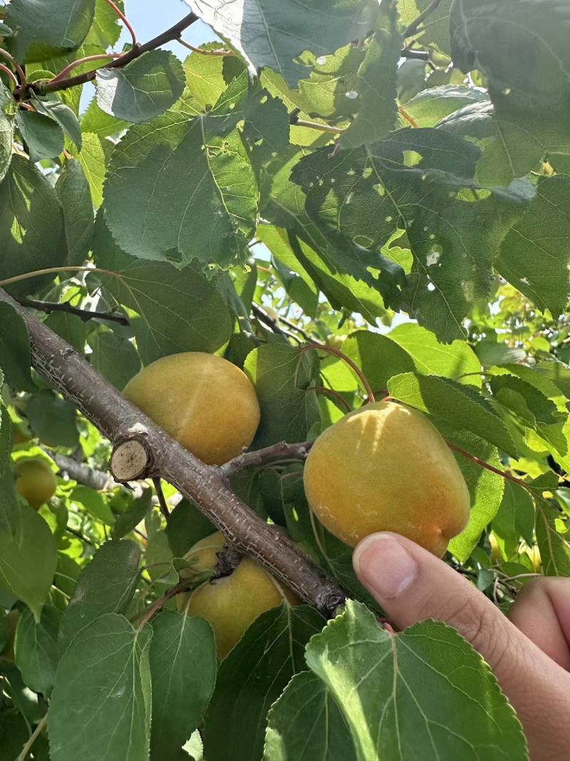 产地直销金太阳麦子黄各种罐头果商品果供应