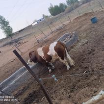 草地放养牛：三岁公牛出售，毛重2400斤左右