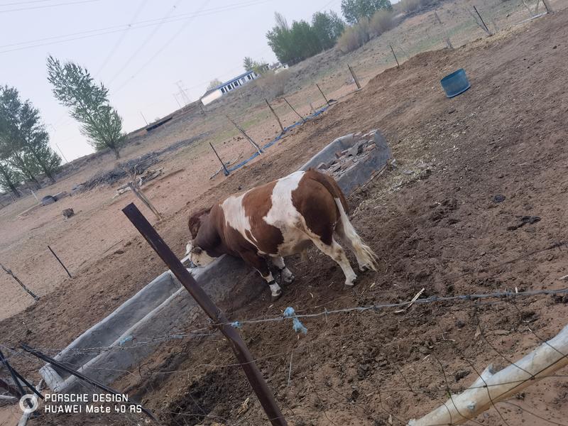 草地放养牛：三岁公牛出售，毛重2400斤左右