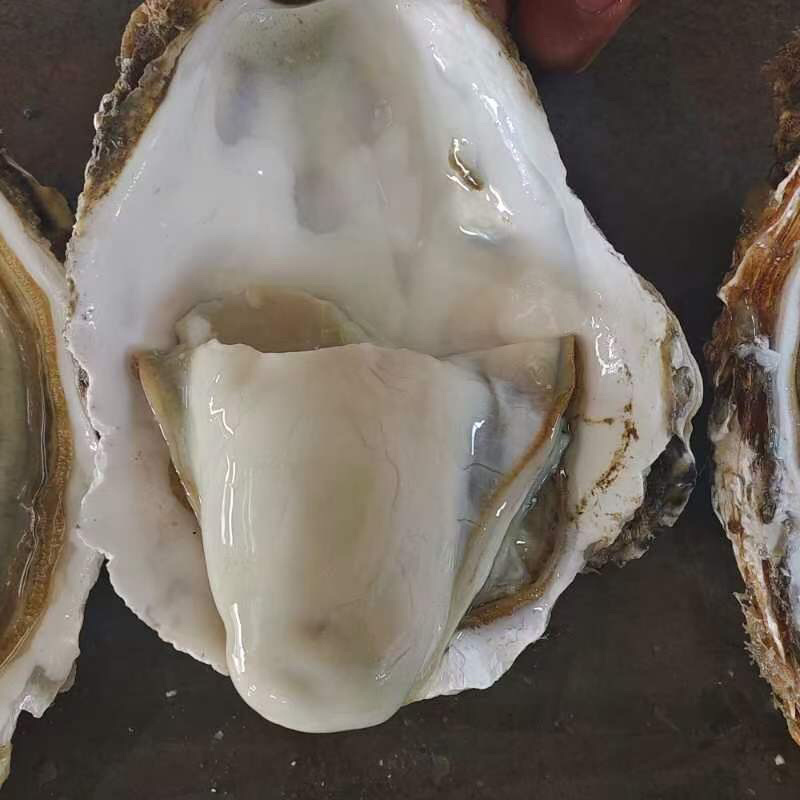 乳山生蚝全年供货山东直发质量保证欢迎进店采购