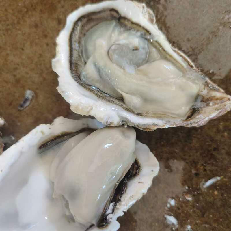 乳山生蚝全年供货山东直发质量保证欢迎进店采购