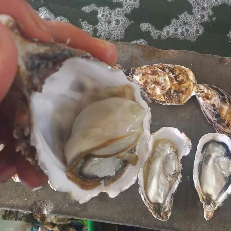 乳山生蚝全年供货山东直发质量保证欢迎进店采购