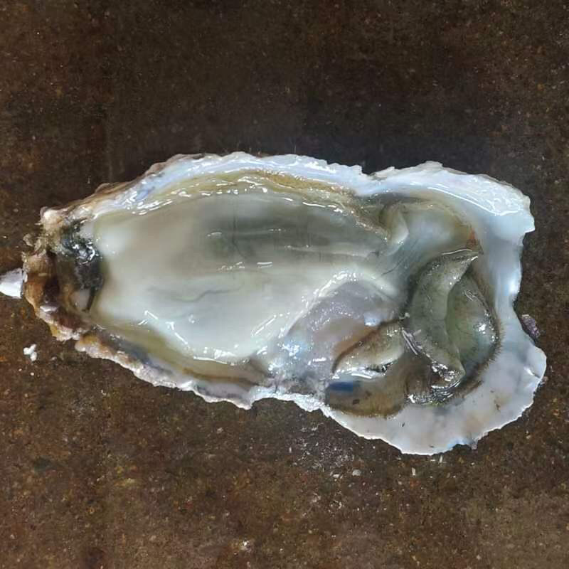 乳山生蚝全年供货山东直发质量保证欢迎进店采购