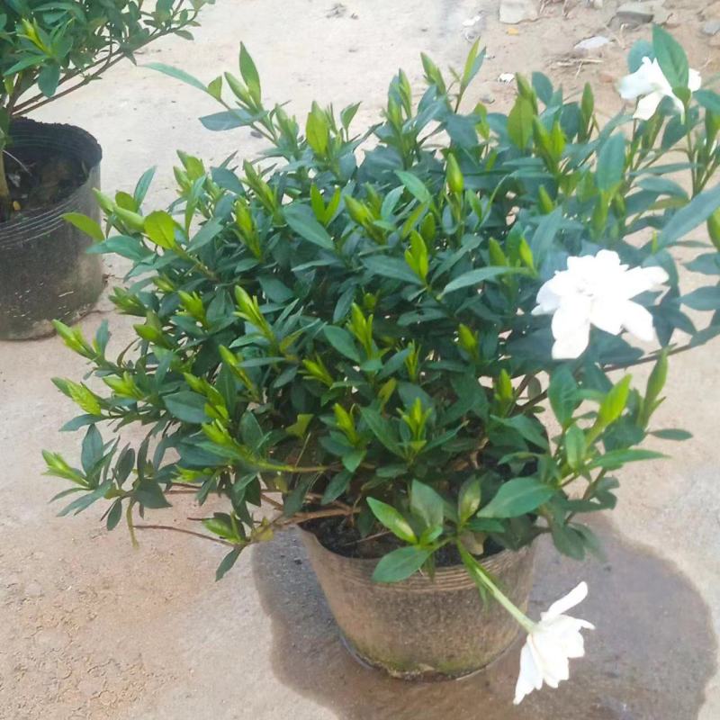 栀子花，栀子花苗，栀子花鲜花，栀子花切花