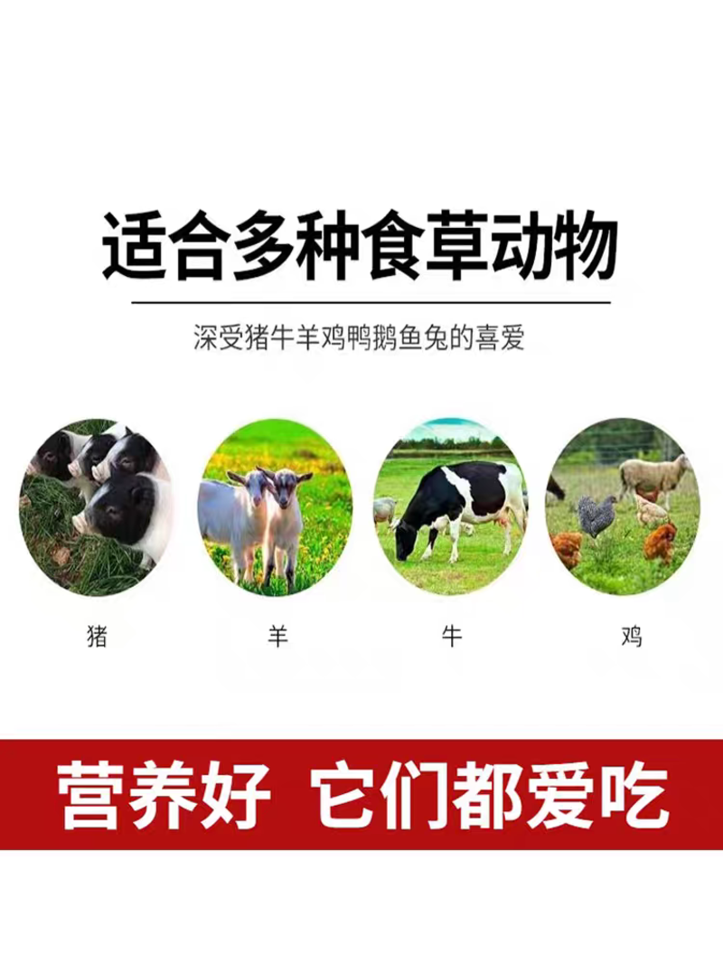 热研四号王草多年生高产高营养优质牧草，原种基地现砍现发货