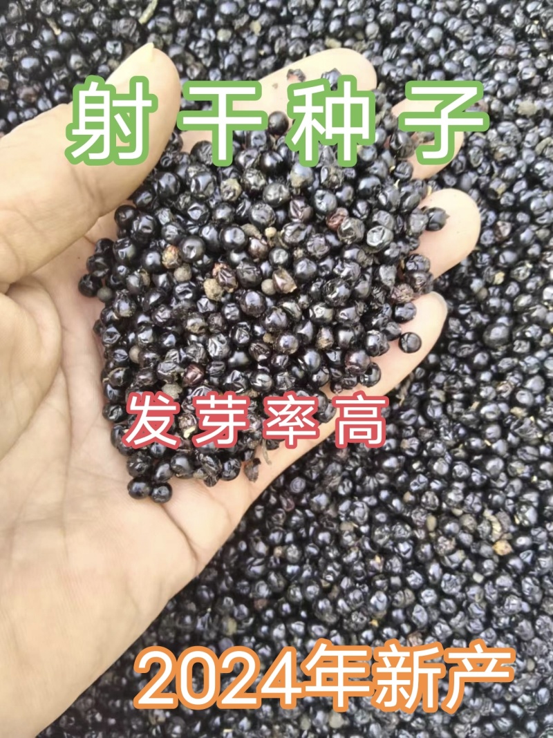 高产射干种子24年纯新种子包出芽包邮免费提供种植技术