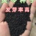 黄芩种子耐严寒耐高温抗菌性好一般土壤都能种植