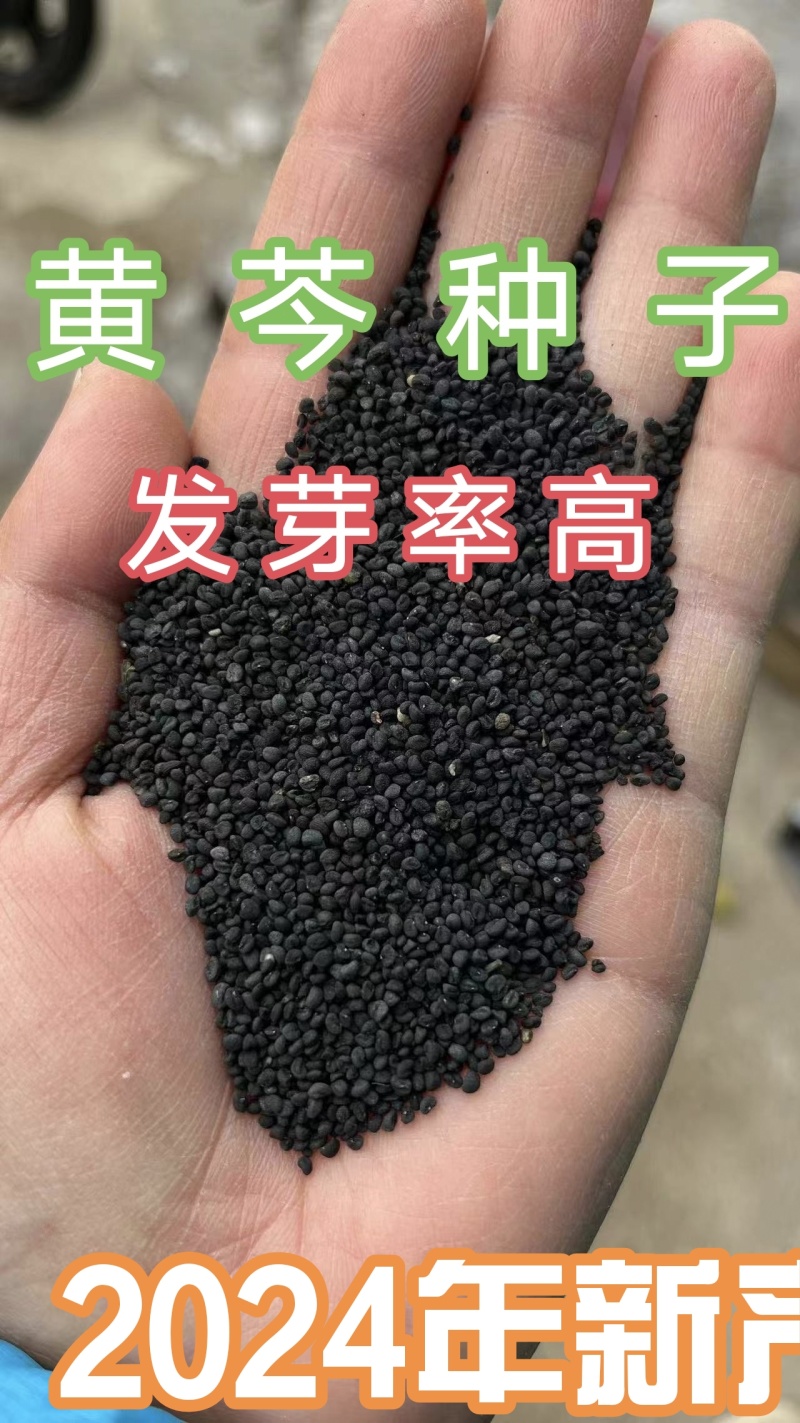 黄芩种子耐严寒耐高温抗菌性好一般土壤都能种植