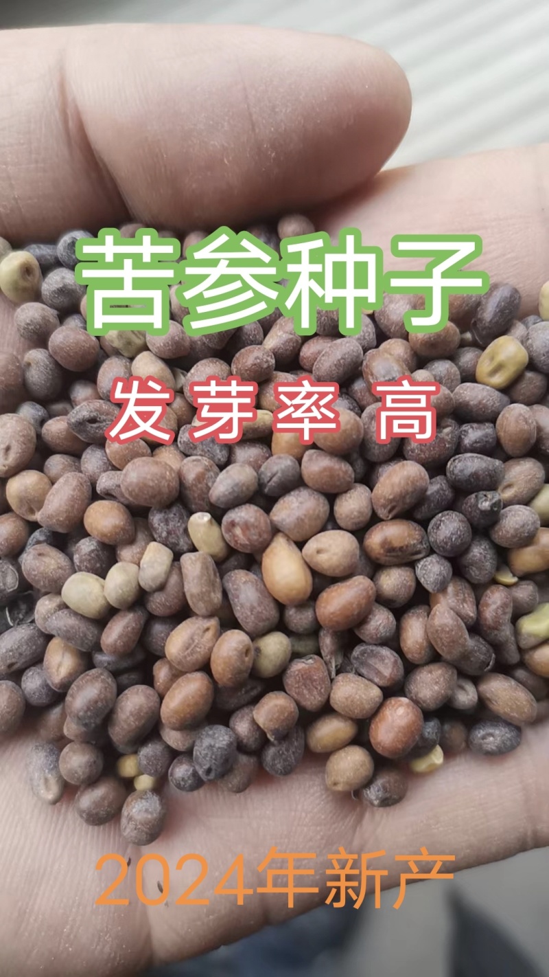 新苦参种子种植简单价值不菲对土壤要求不严可在线交易