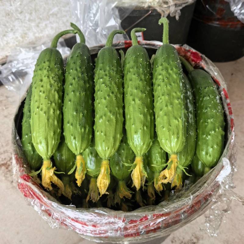东北巨力旱黄瓜