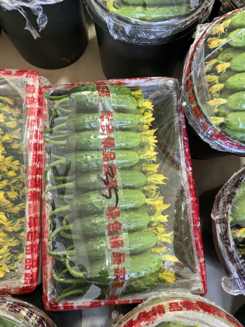 东北巨力旱黄瓜