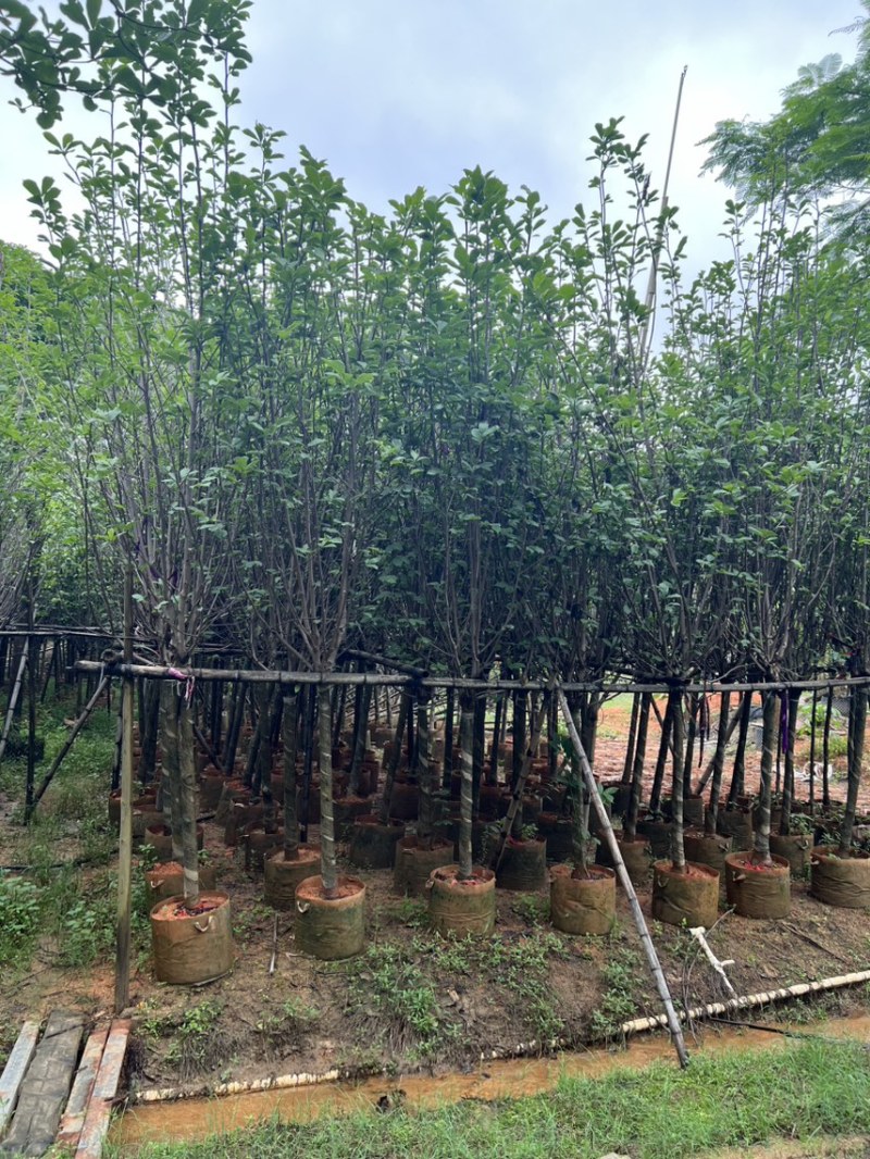 荷花玉兰，规格齐全。广东普宁苗场直发货量充足
