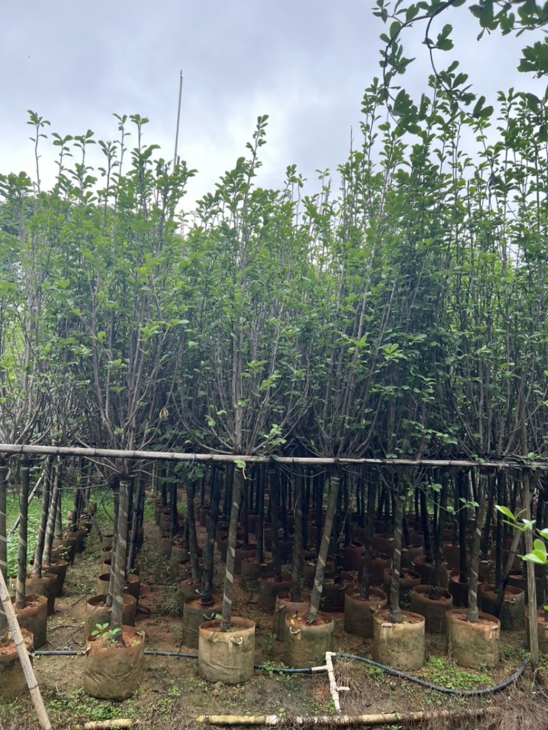 荷花玉兰，规格齐全。广东普宁苗场直发货量充足