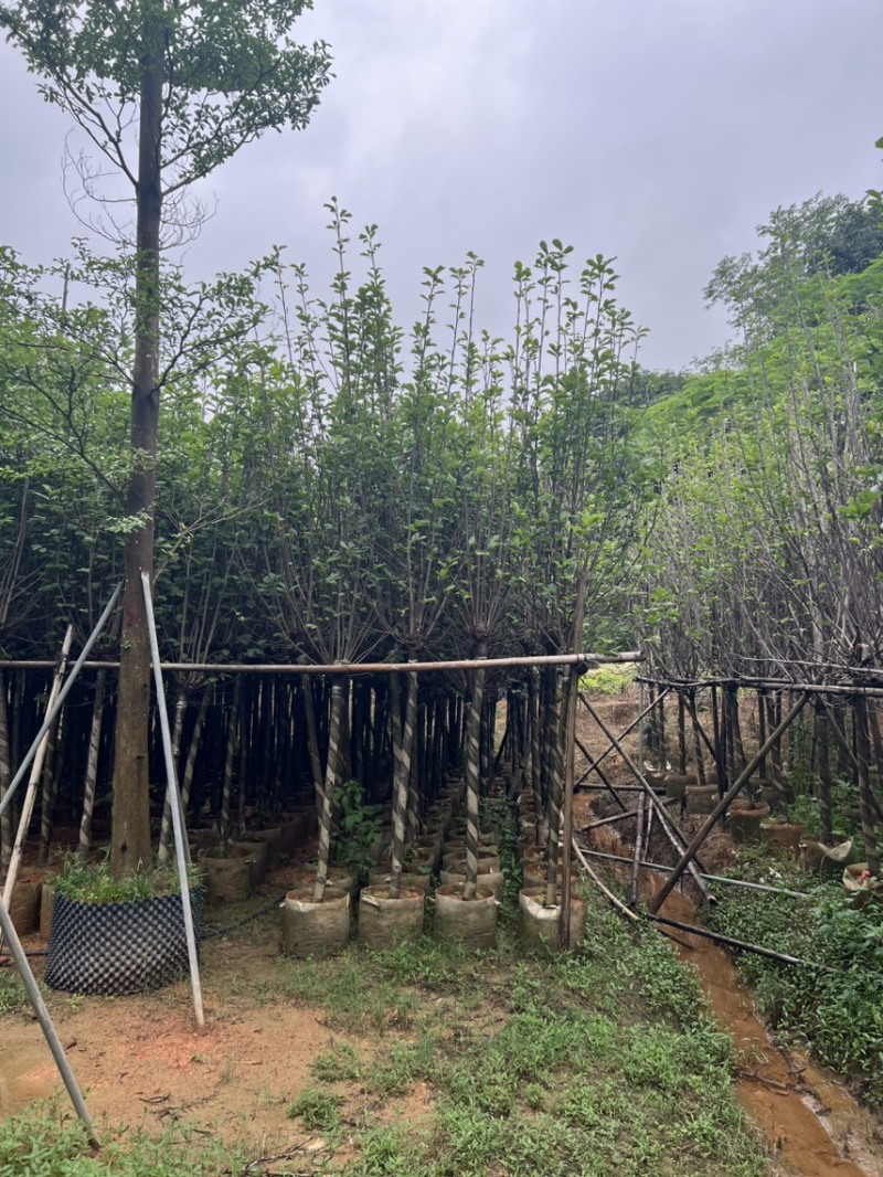 荷花玉兰，规格齐全。广东普宁苗场直发货量充足
