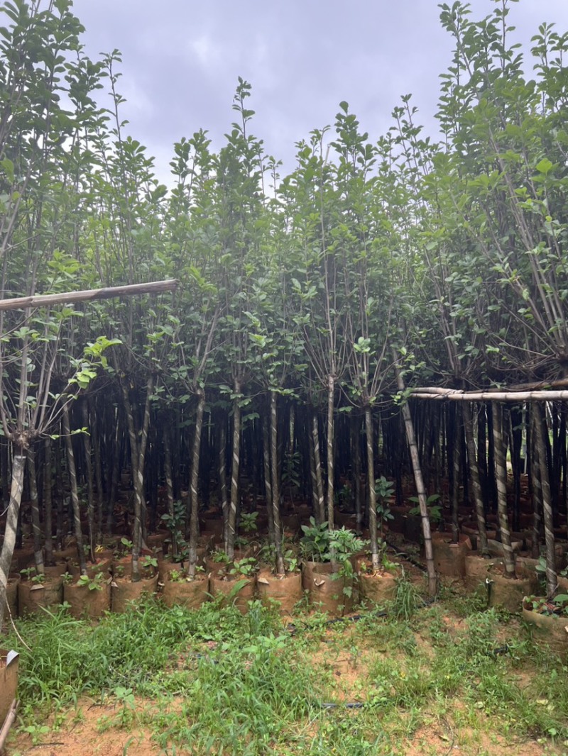 荷花玉兰，规格齐全。广东普宁苗场直发货量充足
