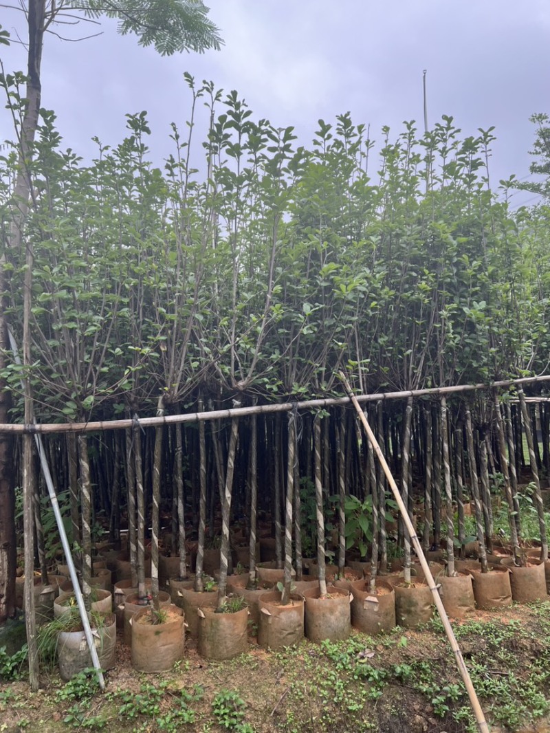 荷花玉兰，规格齐全。广东普宁苗场直发货量充足